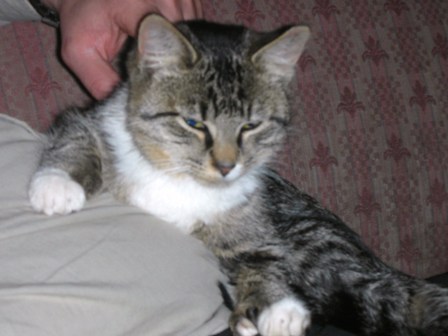 porch kitty.JPG